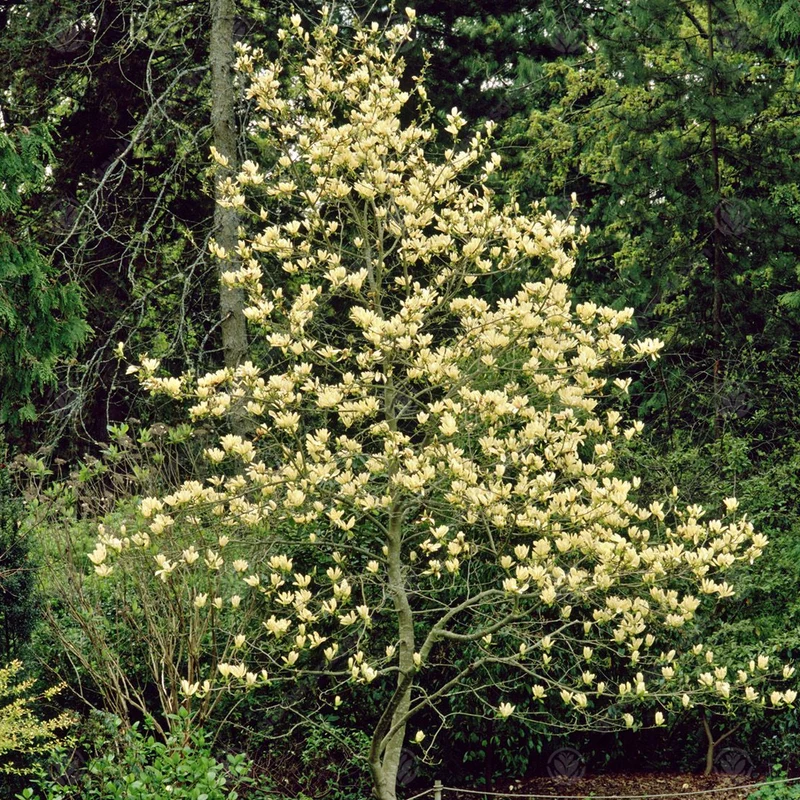 Magnolie 'Elizabeth'