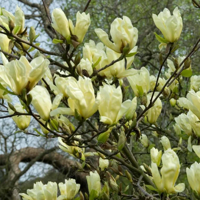 Magnolie 'Elizabeth'