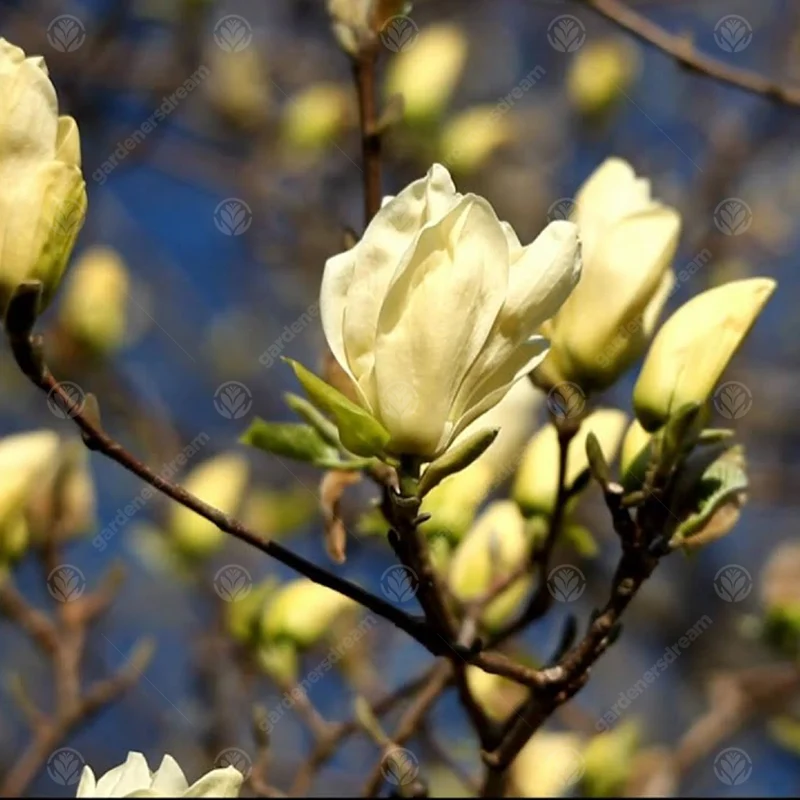 Magnolie 'Elizabeth'