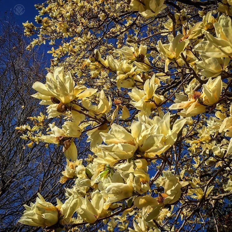 Magnolie 'Elizabeth'