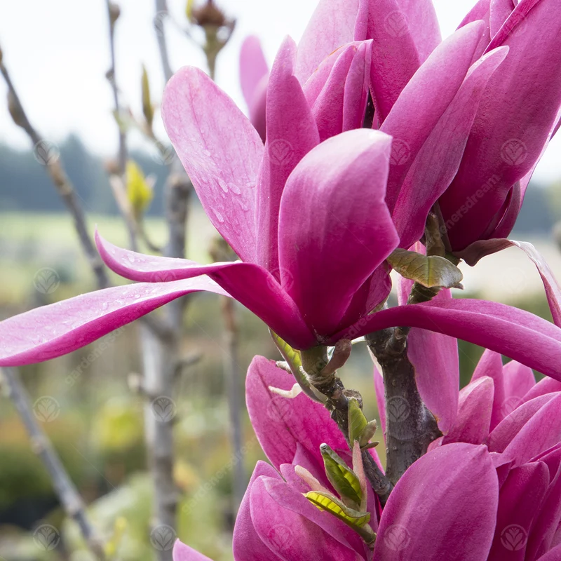 Magnolie 'Burgundy Star'
