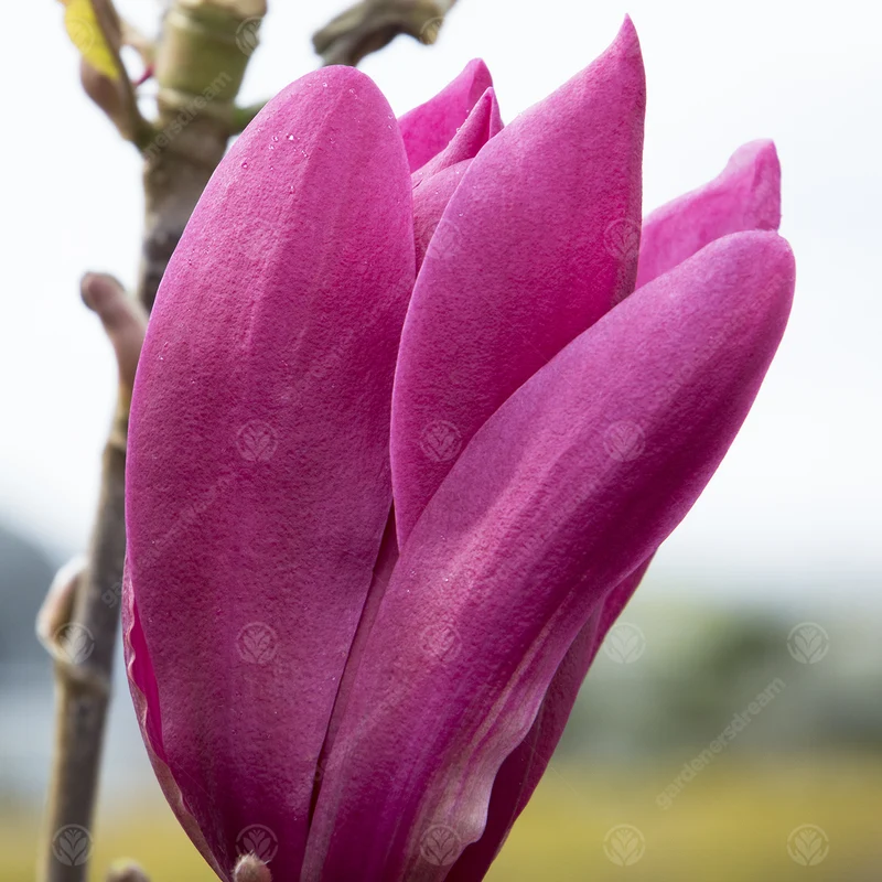 Magnolie 'Burgundy Star'