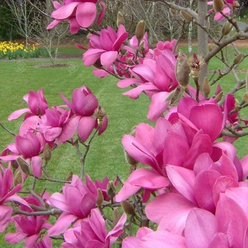 Magnolie 'Burgundy Star'