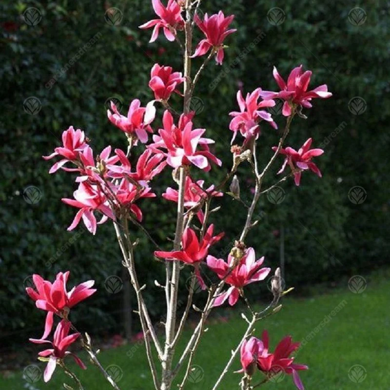 Magnolie 'Burgundy Star'