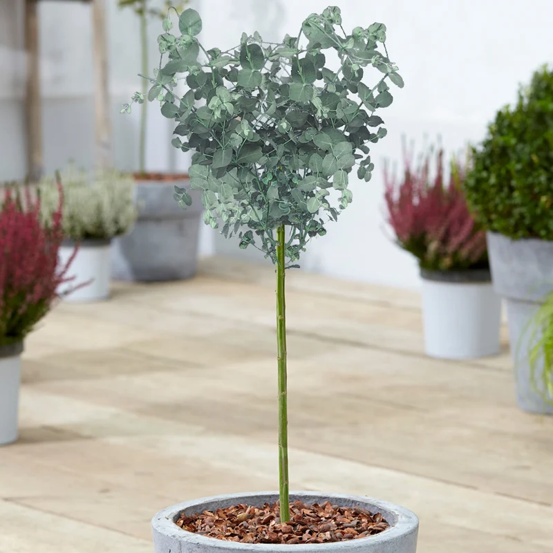 Eukalyptus gunnii Terrassenbaum