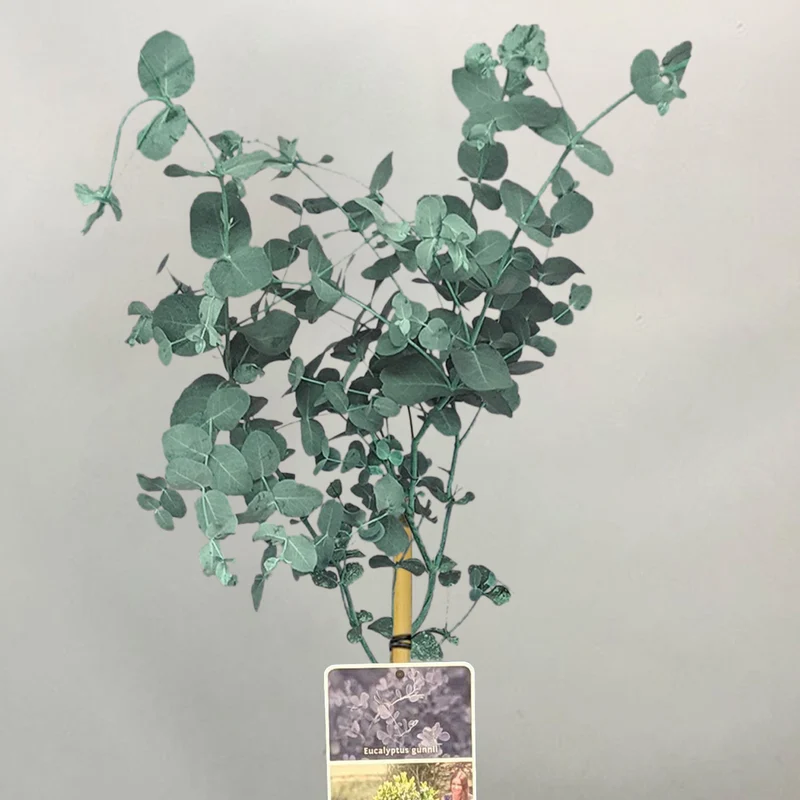 Eukalyptus gunnii Terrassenbaum