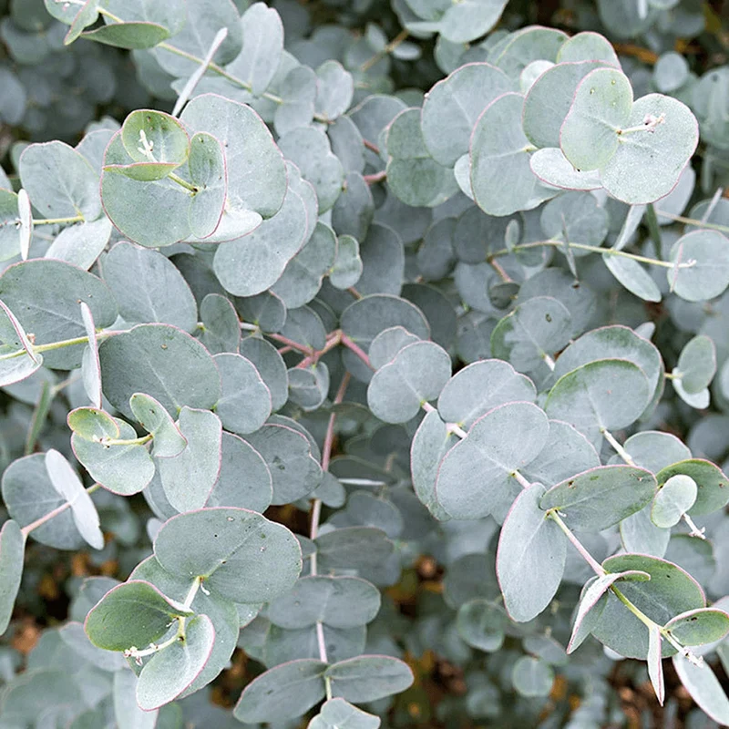 Eukalyptus gunnii Terrassenbaum
