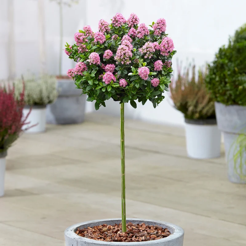 Escallonia 'Pink Elle' Terrassenbaum