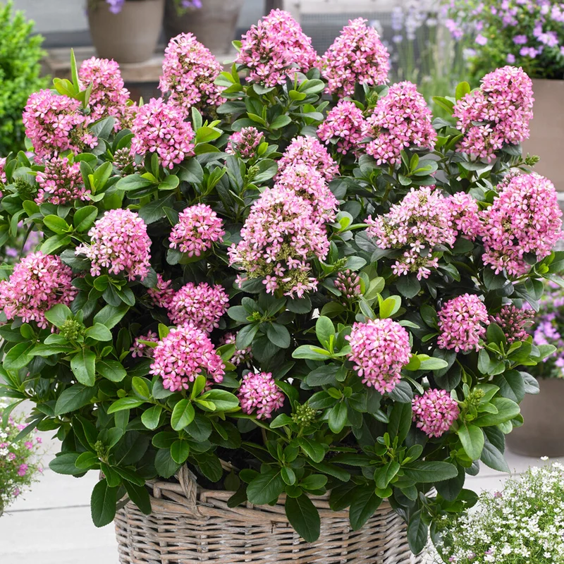 Escallonia 'Pink Elle' Terrassenbaum