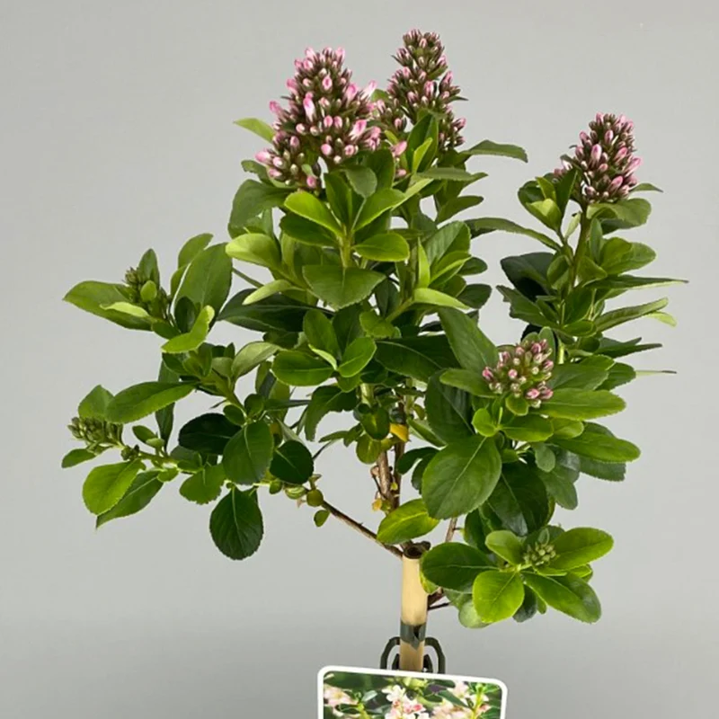 Escallonia 'Pink Elle' Terrassenbaum