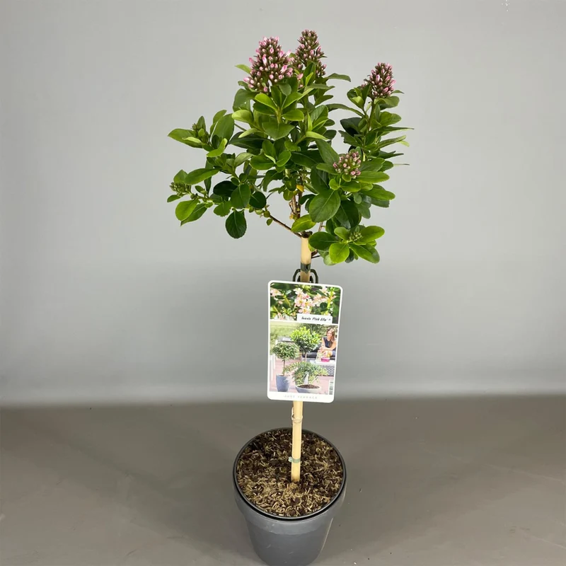 Escallonia 'Pink Elle' Terrassenbaum