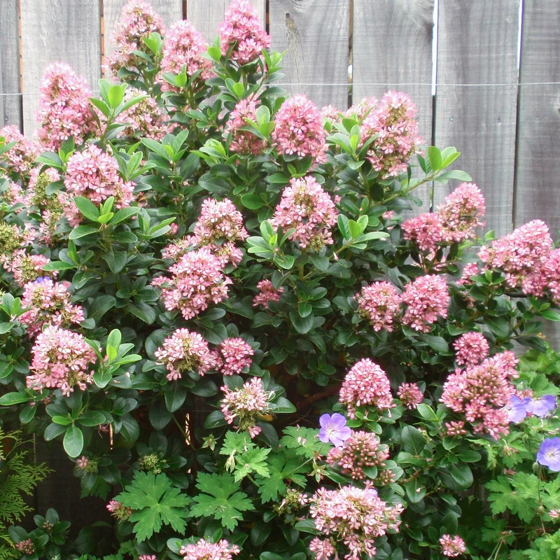 Escallonia 'Pink Elle' Terrassenbaum