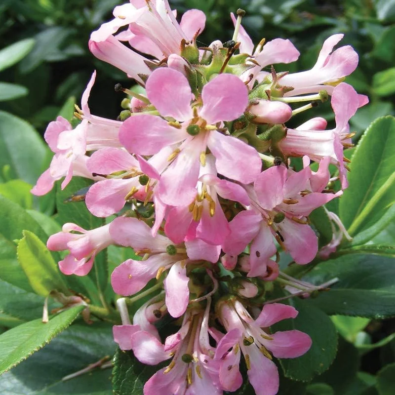 Escallonia 'Pink Elle' Terrassenbaum