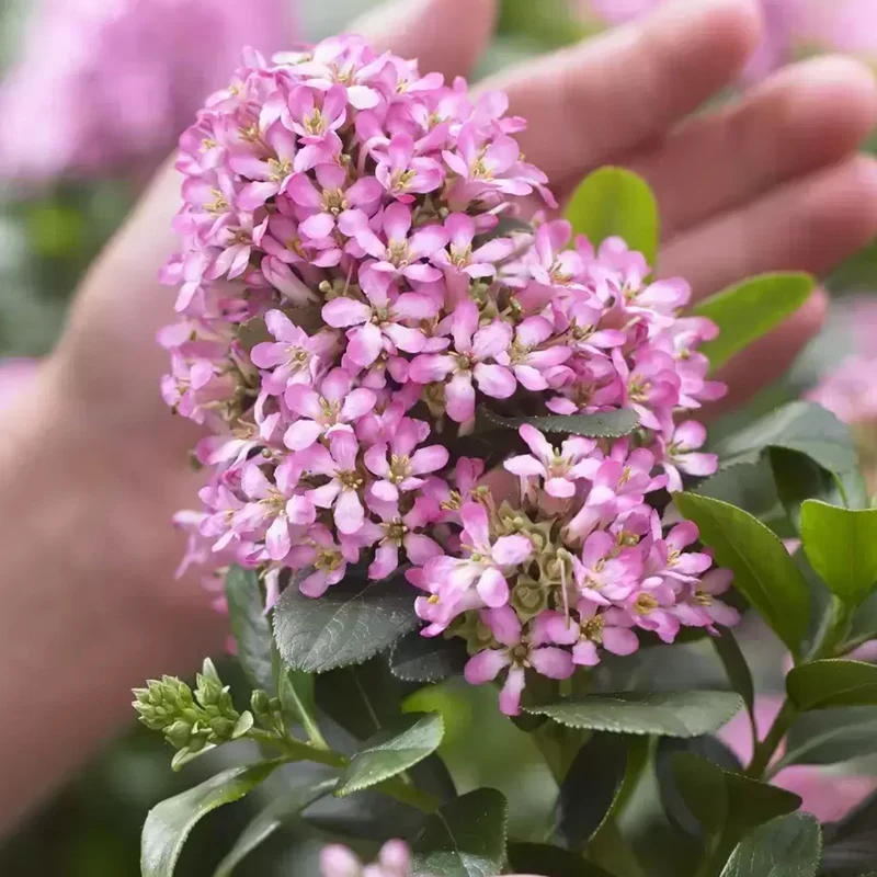 Escallonia 'Pink Elle' Terrassenbaum