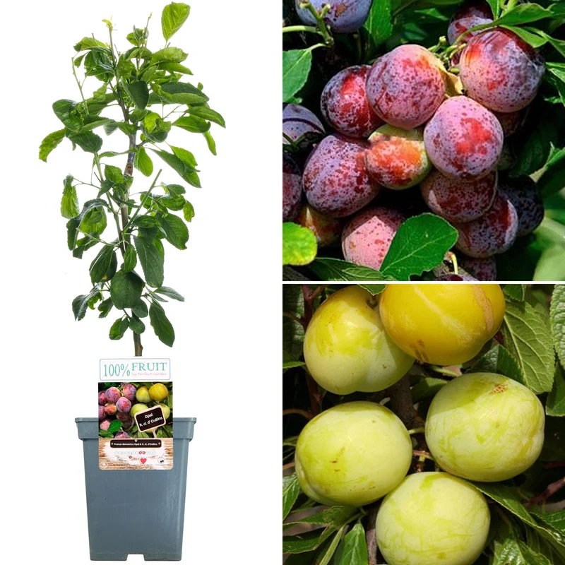 Duo Pflaume Terrassenbaum