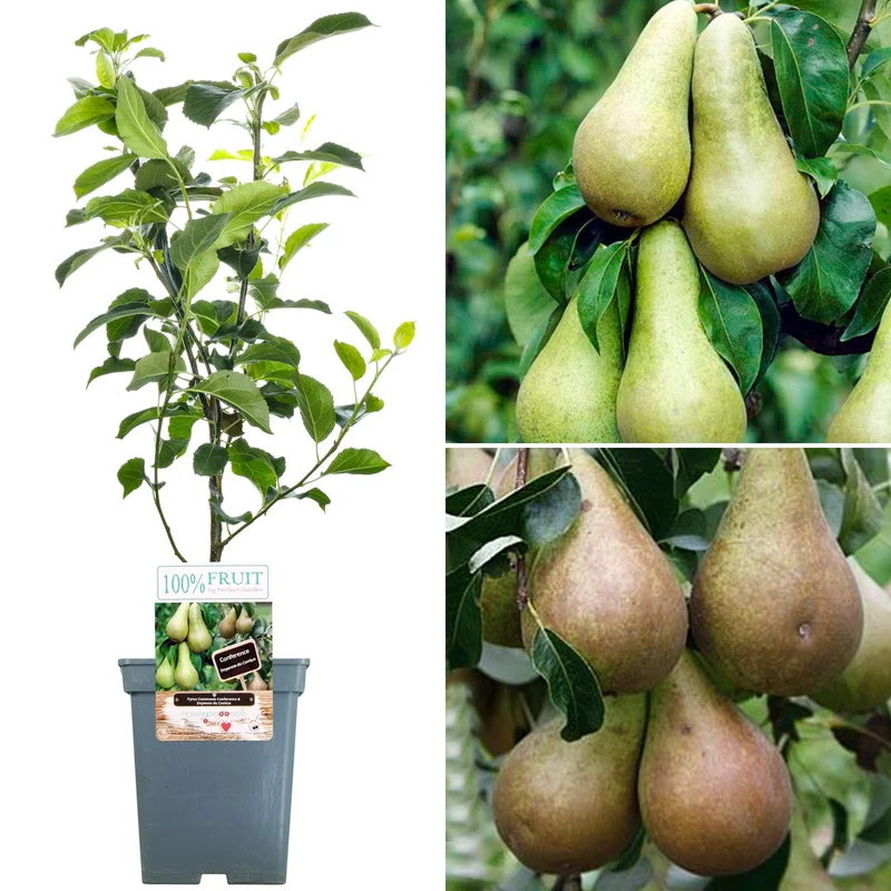 Duo-Birne Terrassenbaum
