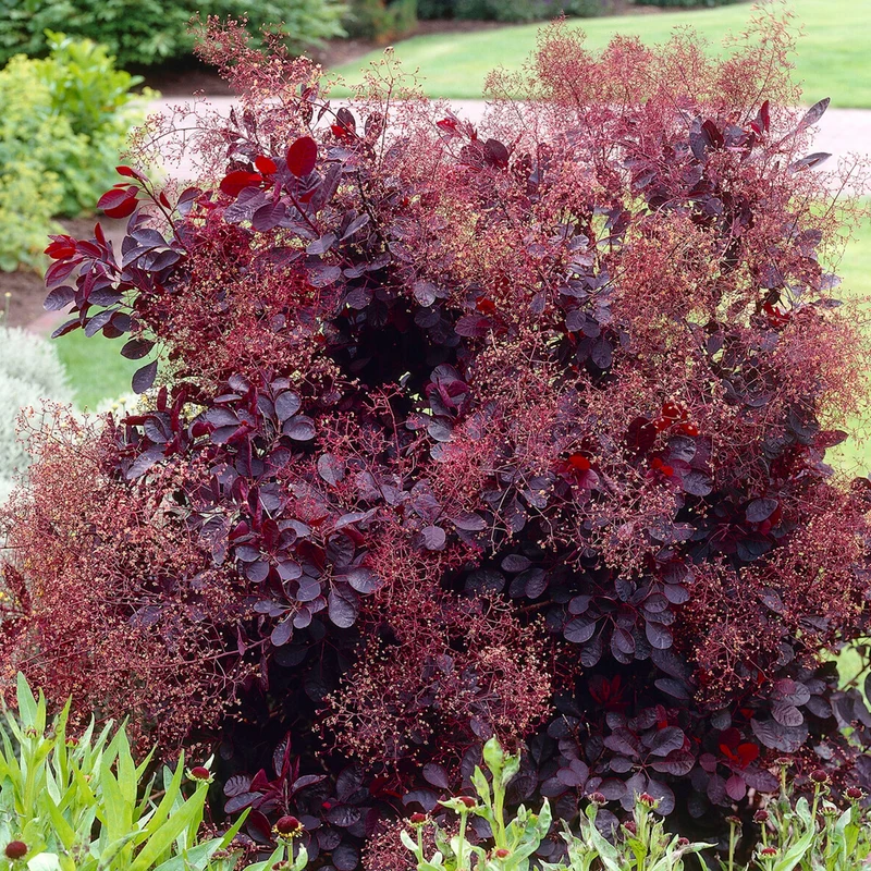 Cotinus 'Royal Purple' Terrassenbaum