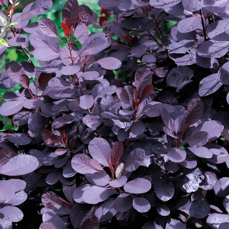 Cotinus 'Royal Purple' Terrassenbaum