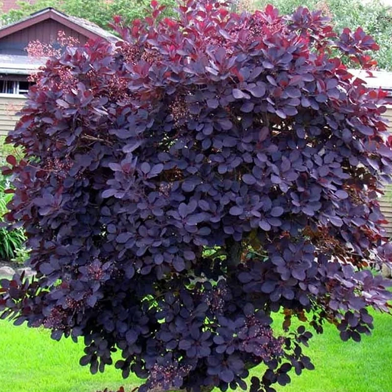 Cotinus 'Royal Purple' Terrassenbaum