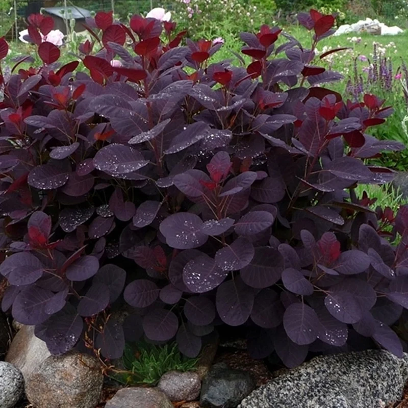 Cotinus 'Royal Purple' Terrassenbaum
