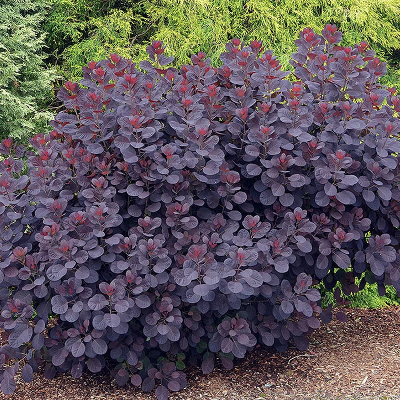Cotinus 'Royal Purple' Terrassenbaum