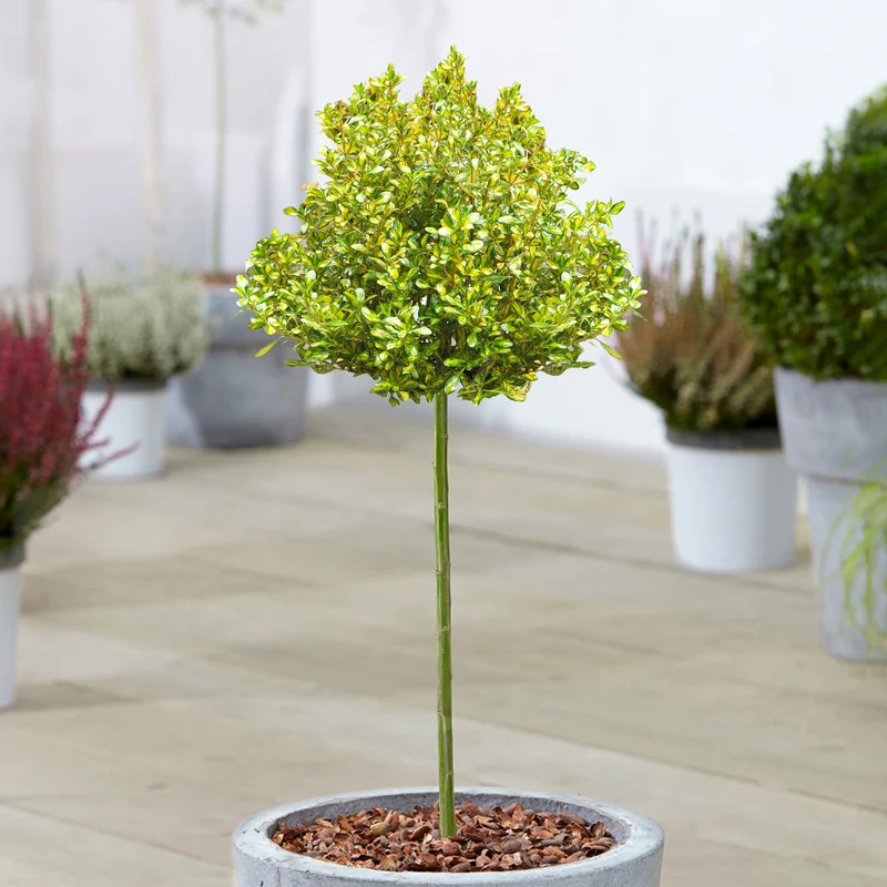 Coprosma 'Zitrone und Limette' Terrassenbaum