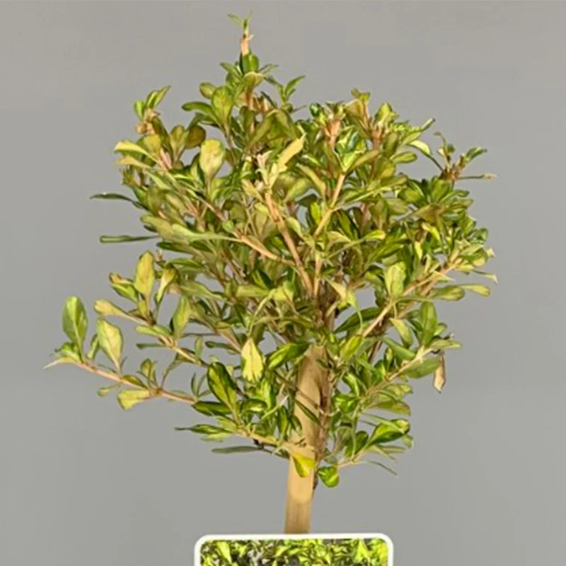 Coprosma 'Zitrone und Limette' Terrassenbaum