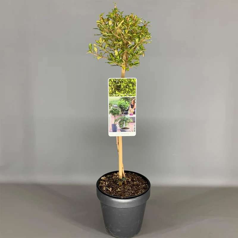 Coprosma 'Zitrone und Limette' Terrassenbaum