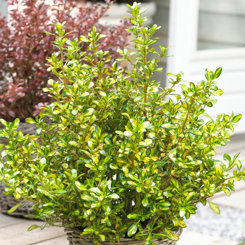 Coprosma 'Zitrone und Limette' Terrassenbaum