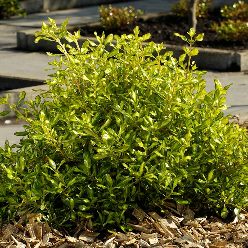 Coprosma 'Zitrone und Limette' Terrassenbaum