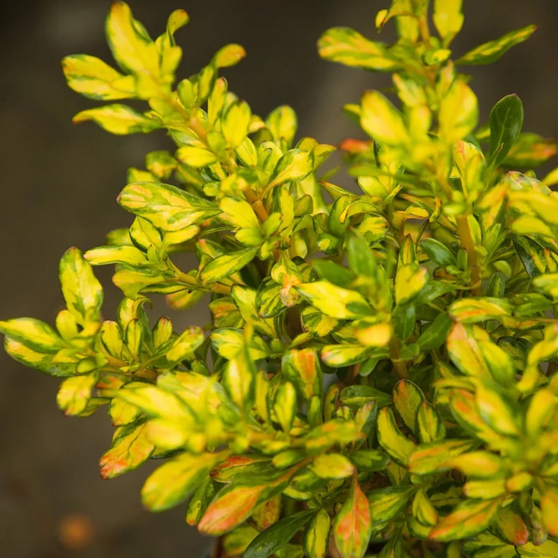 Coprosma 'Zitrone und Limette' Terrassenbaum