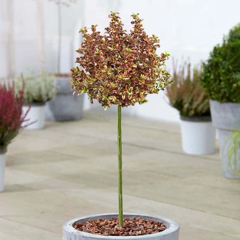 Coprosma 'Inferno' Terrassenbaum