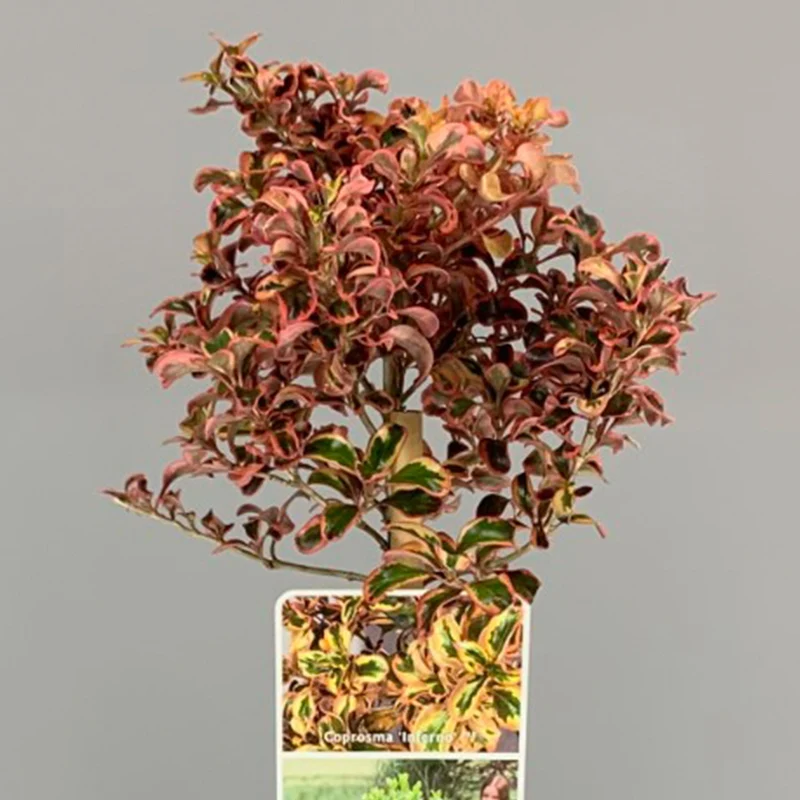 Coprosma 'Inferno' Terrassenbaum