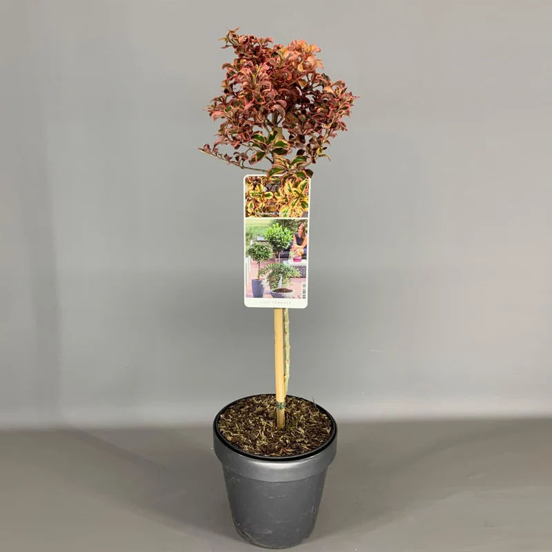 Coprosma 'Inferno' Terrassenbaum