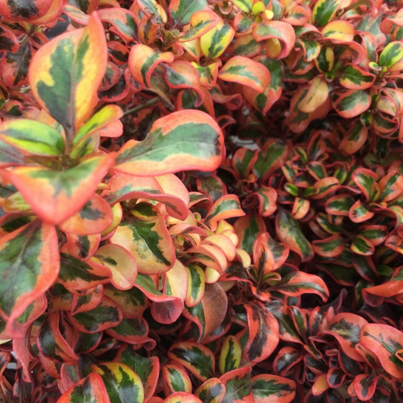 Coprosma 'Inferno' Terrassenbaum