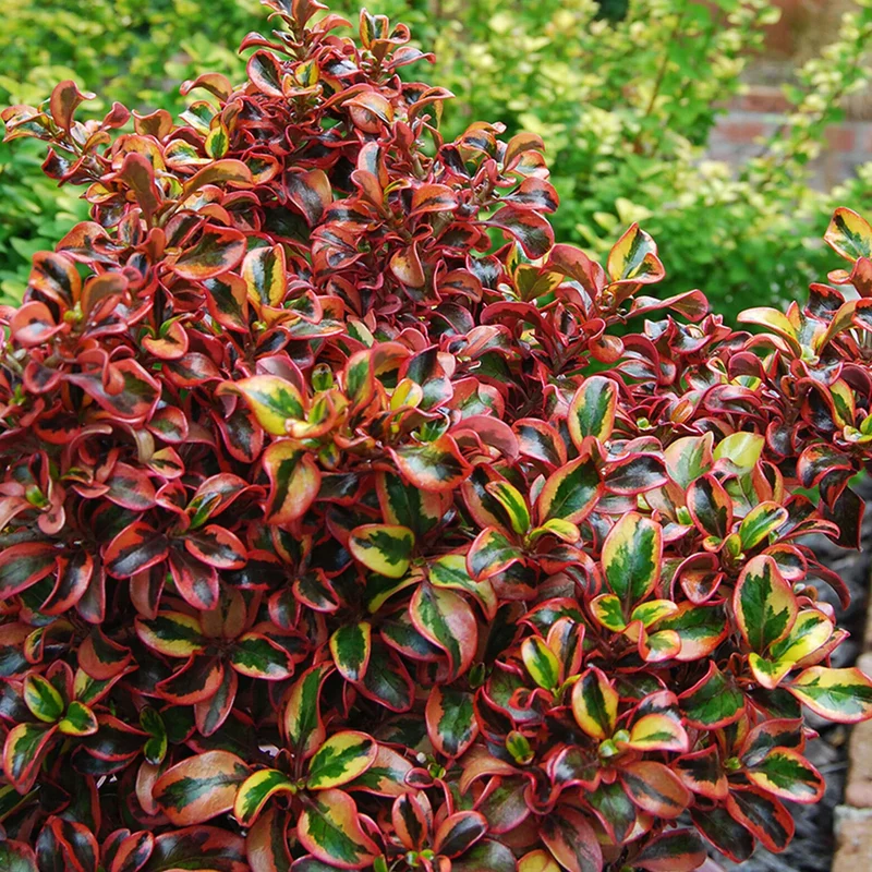 Coprosma 'Inferno' Terrassenbaum