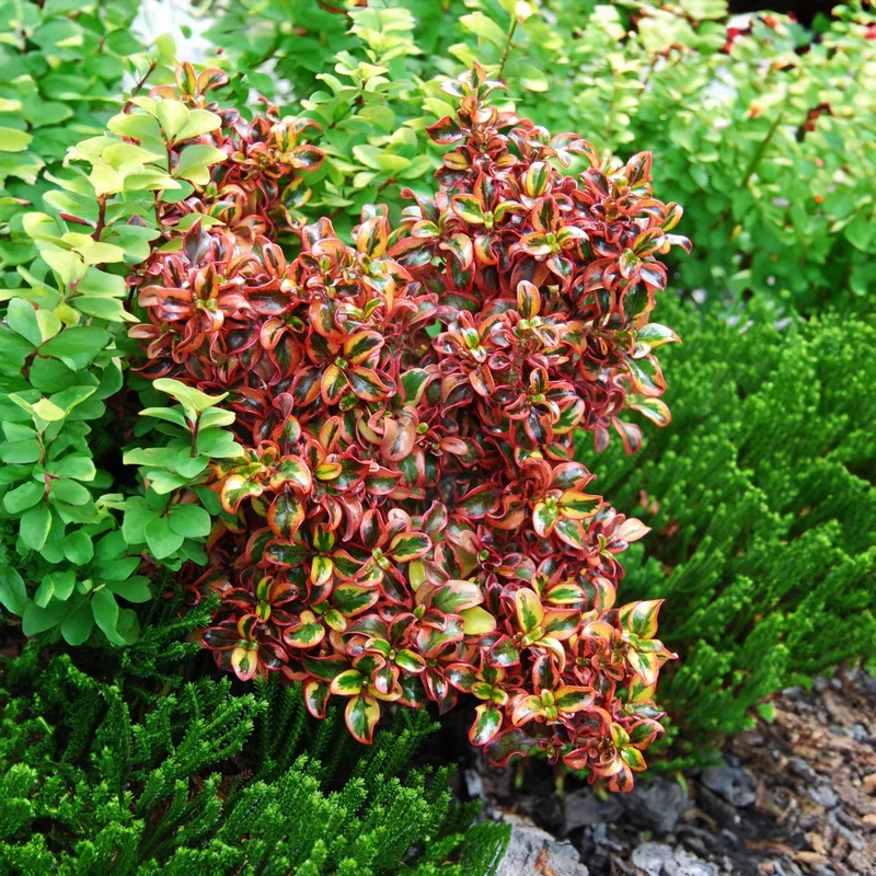 Coprosma 'Inferno' Terrassenbaum