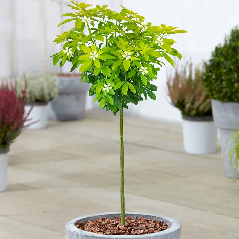 Choisya 'Sundance' Terrassenbaum