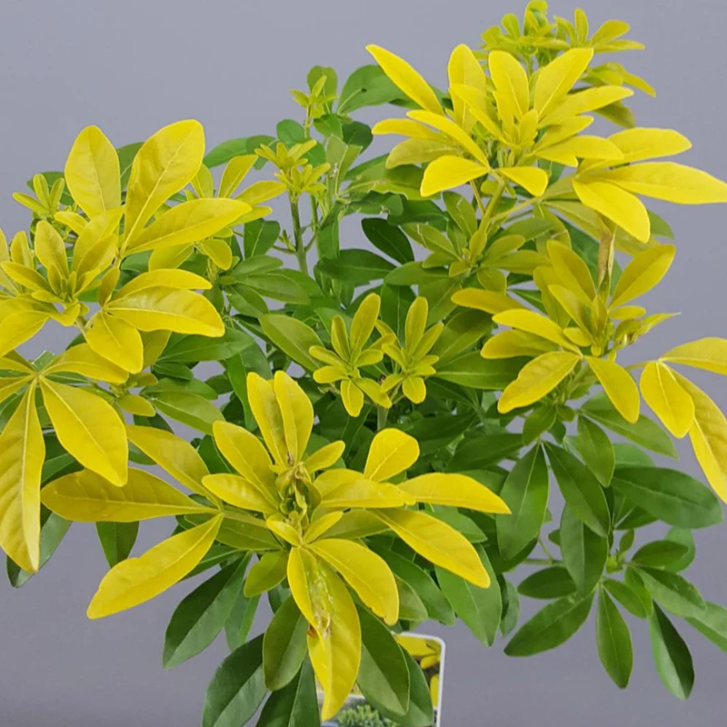 Choisya 'Sundance' Terrassenbaum