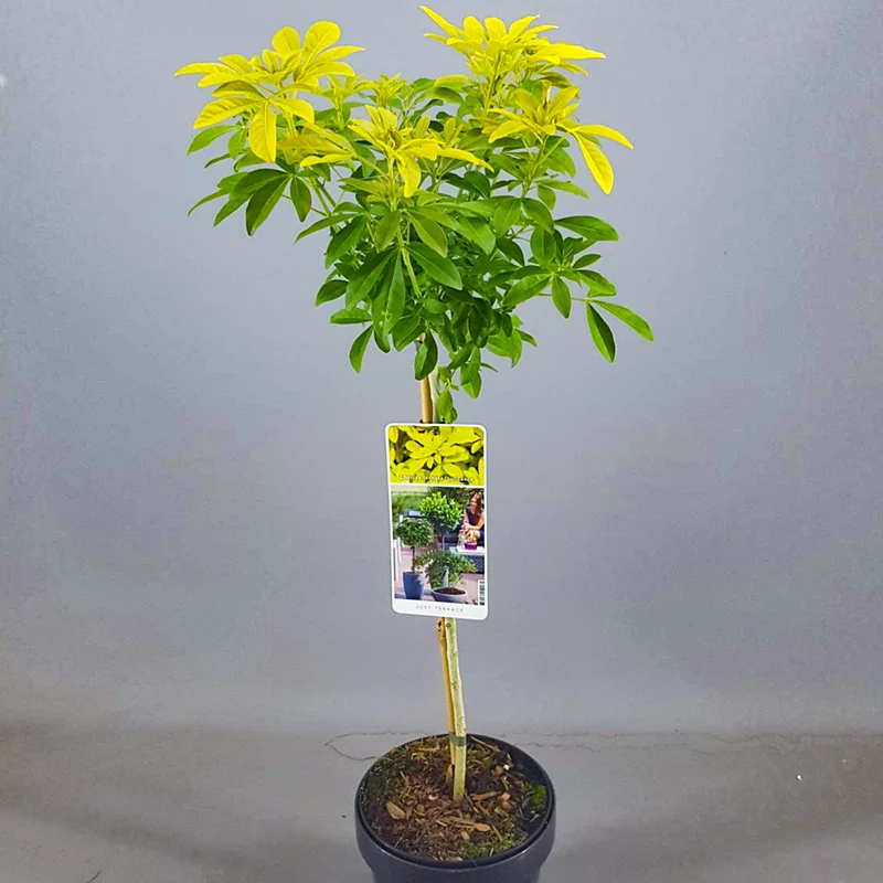 Choisya 'Sundance' Terrassenbaum