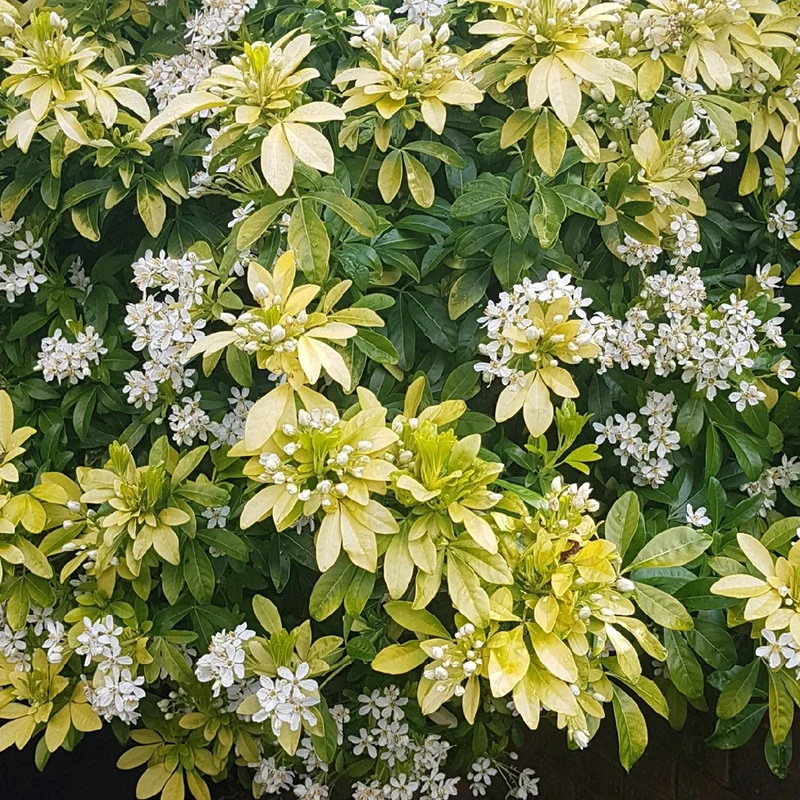 Choisya 'Sundance' Terrassenbaum