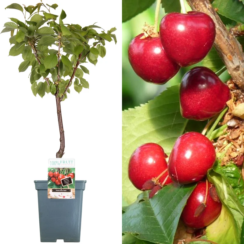 Kirsche 'Stella' Terrassenbaum