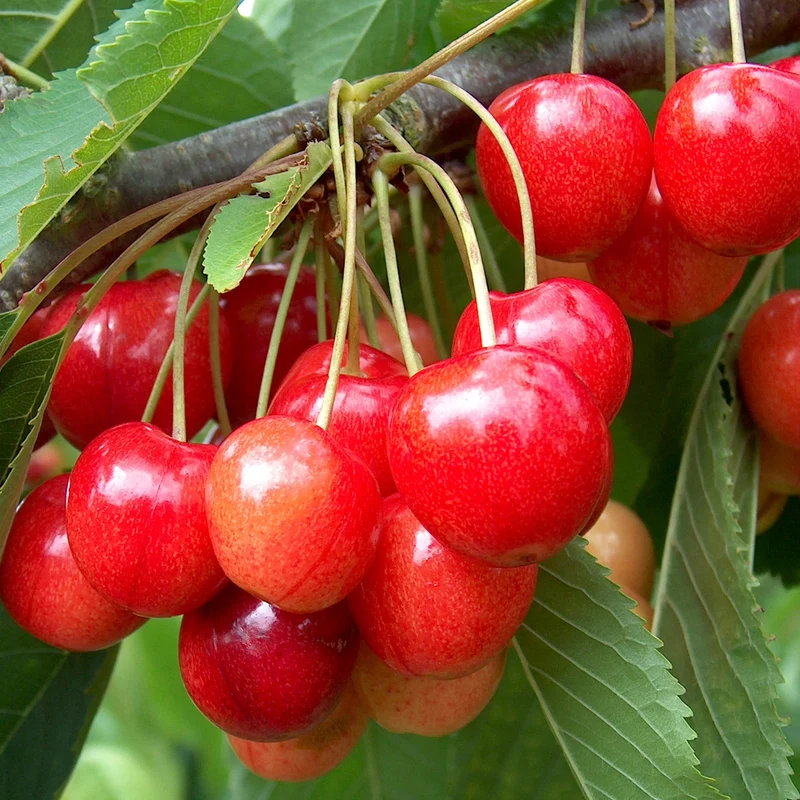 Kirsche 'Stella' Terrassenbaum