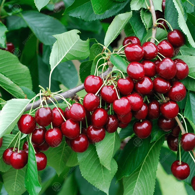 Kirsche 'Stella' Terrassenbaum
