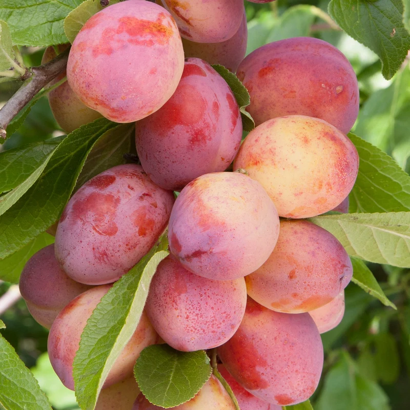 Pflaume 'Victoria' Terrassenbaum