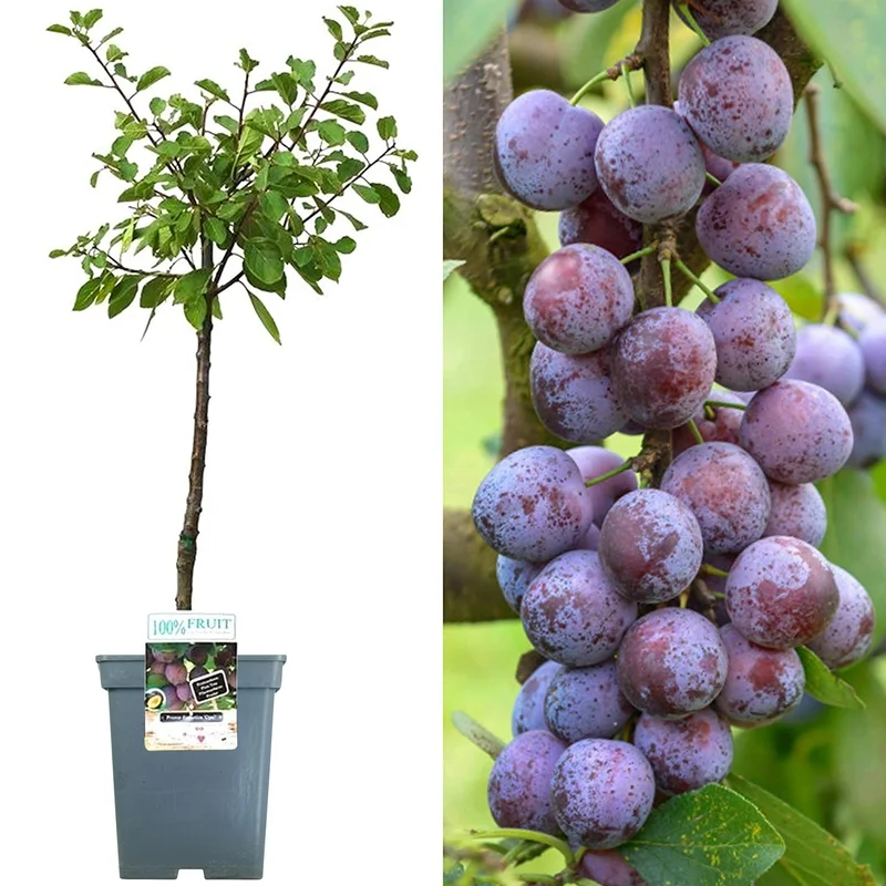 Pflaume 'Opal' Terrassenbaum