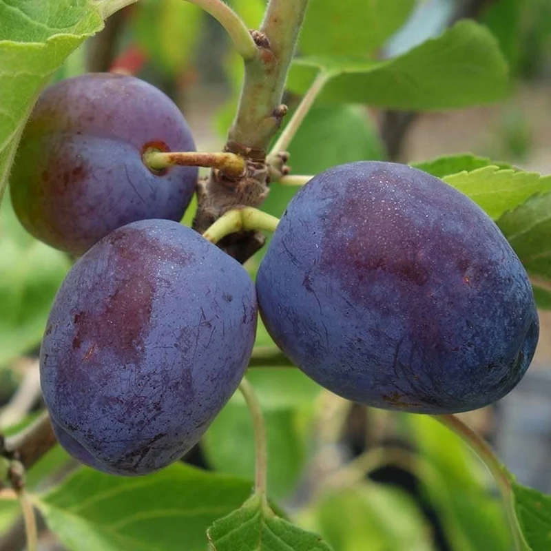 Pflaume 'Opal' Terrassenbaum
