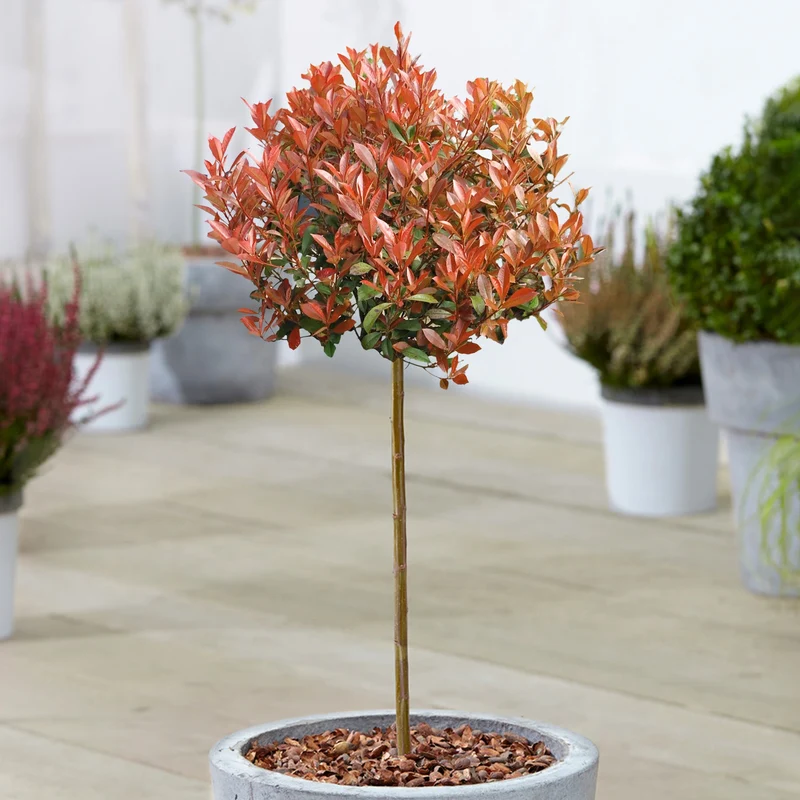 Photinia 'Chico' Terrassenbaum