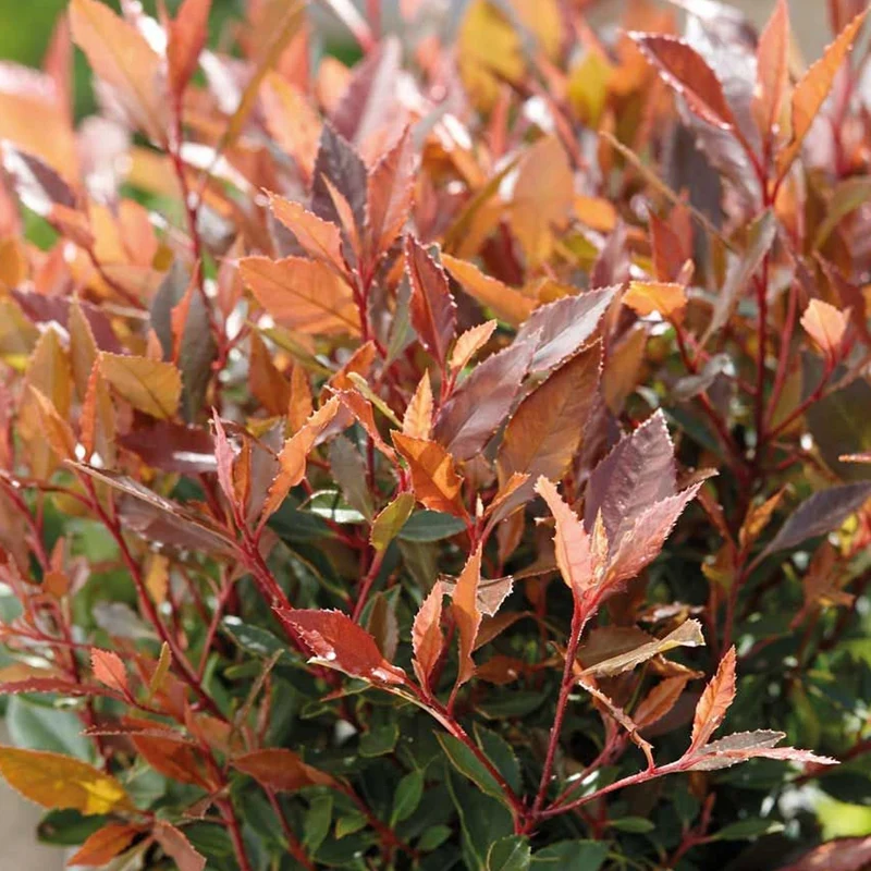 Photinia 'Chico' Terrassenbaum