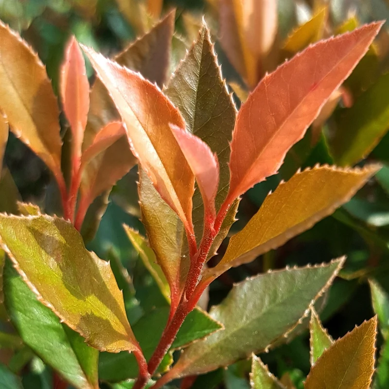 Photinia 'Chico' Terrassenbaum